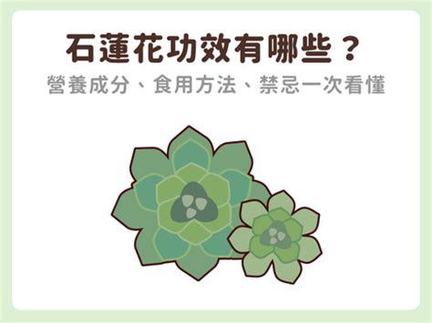 石蓮花禁忌|石蓮花全攻略：栽培、營養與藥用指南 